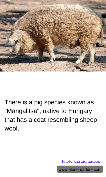 General Knowledge Learning Cards