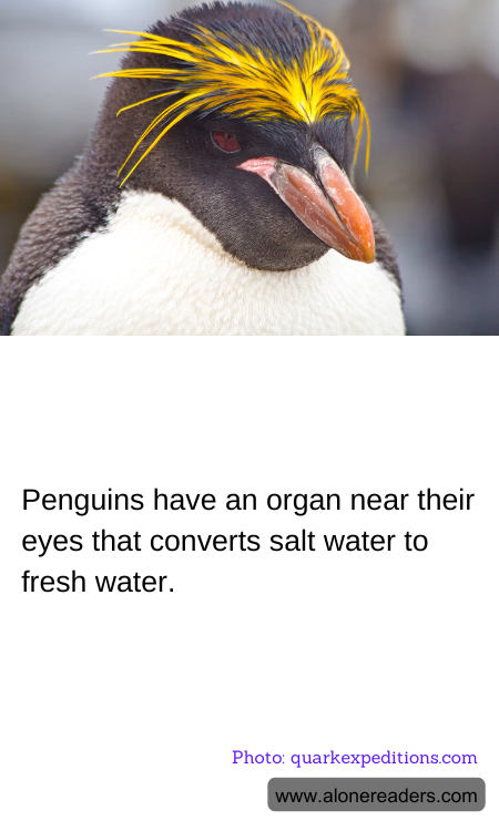 General Knowledge Learning Cards