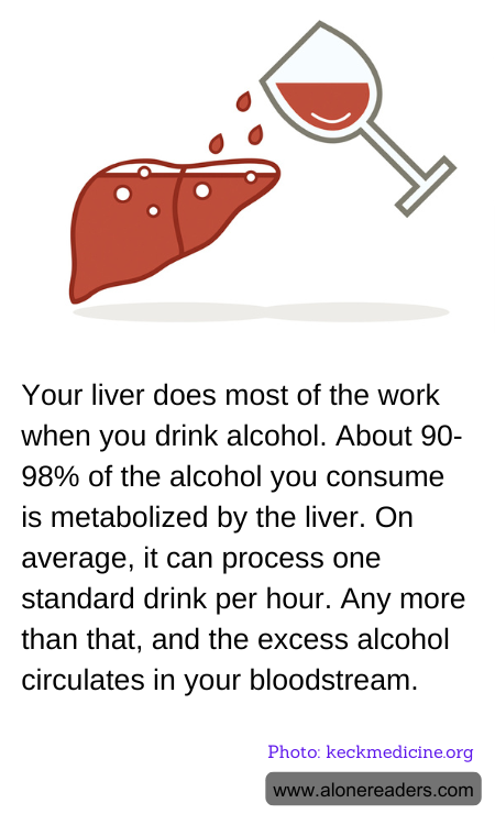 Your liver does most of the work when you drink alcohol. About 90-98% of the alcohol you consume is metabolized by the liver. On average, it can process one standard drink per hour. Any more than that, and the excess alcohol circulates in your bloodstream.