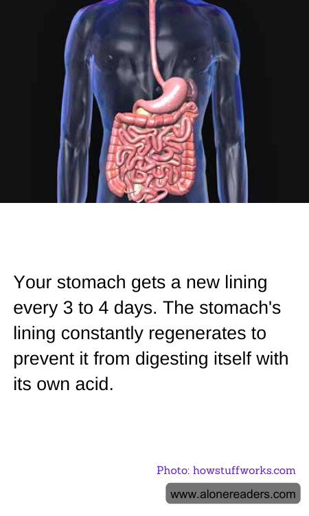 Your stomach gets a new lining every 3 to 4 days. The stomach's lining constantly regenerates to prevent it from digesting itself with its own acid.