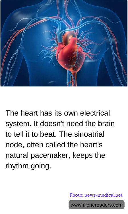 The heart has its own electrical system. It doesn't need the brain to tell it to beat. The sinoatrial node, often called the heart's natural pacemaker, keeps the rhythm going.