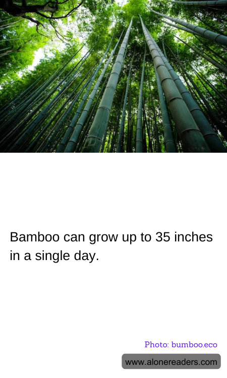 General Knowledge Learning Cards