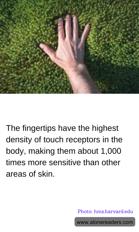 The fingertips have the highest density of touch receptors in the body, making them about 1,000 times more sensitive than other areas of skin.