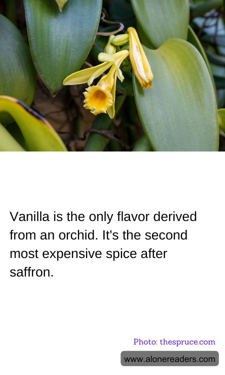 Vanilla is the only flavor derived from an orchid. It's the second most expensive spice after saffron.