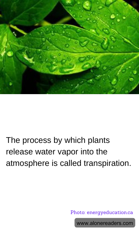 General Knowledge Learning Cards