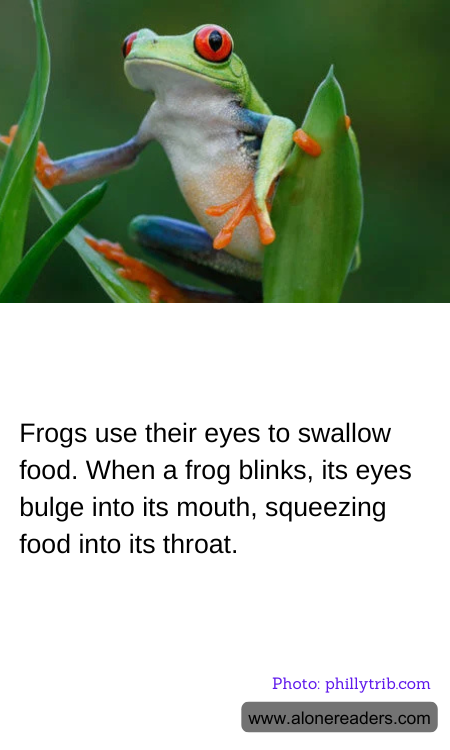 Frogs use their eyes to swallow food. When a frog blinks, its eyes bulge into its mouth, squeezing food into its throat.
