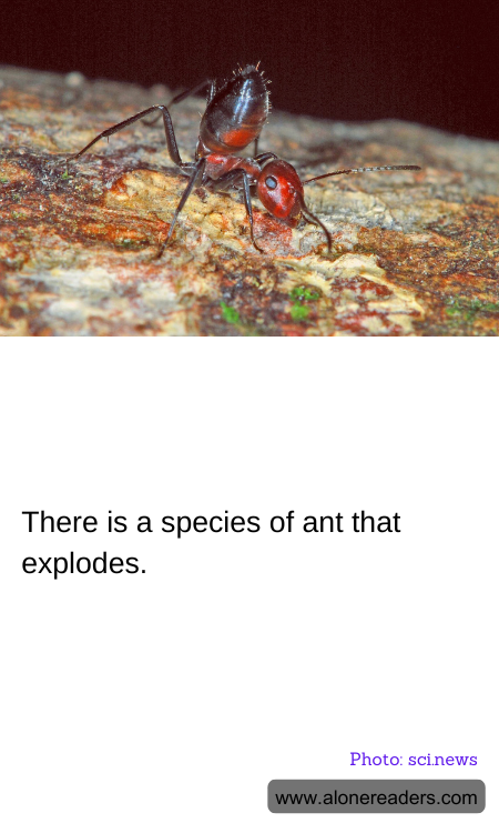 General Knowledge Learning Cards