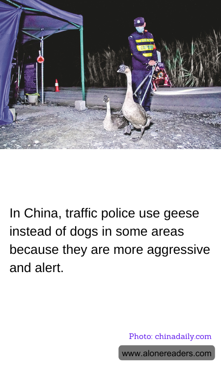 General Knowledge Learning Cards