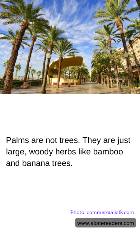 Palms are not trees. They are just large, woody herbs like bamboo and banana trees.