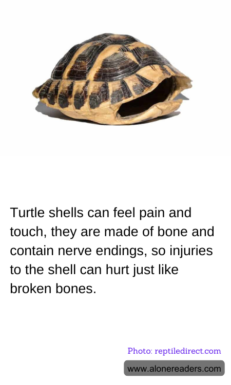 Turtle shells can feel pain and touch, they are made of bone and contain nerve endings, so injuries to the shell can hurt just like broken bones.