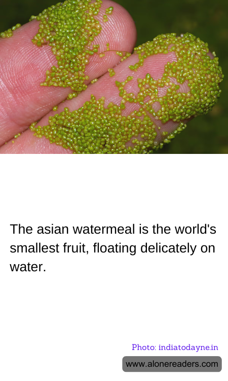 The asian watermeal is the world's smallest fruit, floating delicately on water.