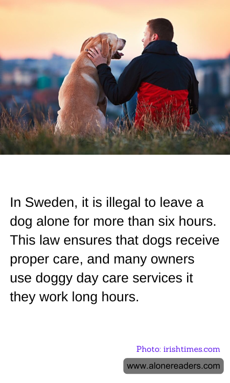 In Sweden, it is illegal to leave a dog alone for more than six hours. This law ensures that dogs receive proper care, and many owners use doggy day care services it they work long hours.