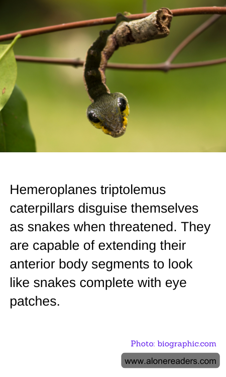 Hemeroplanes triptolemus caterpillars disguise themselves as snakes when threatened. They are capable of extending their anterior body segments to look like snakes complete with eye patches.