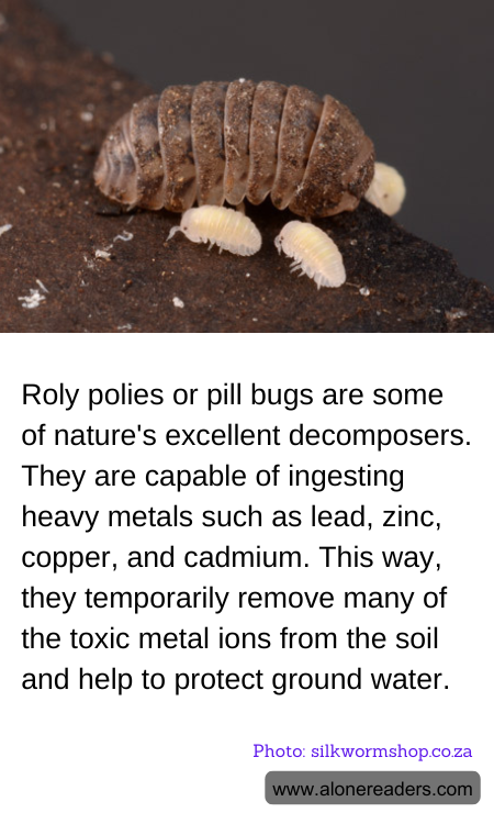 General Knowledge Learning Cards