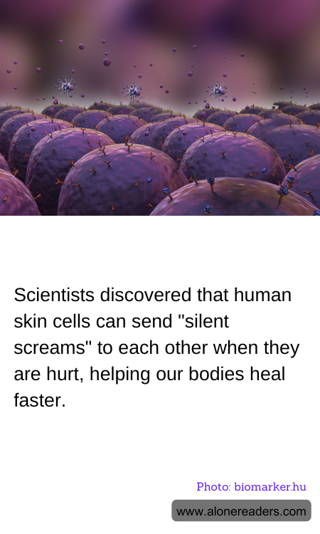 Scientists discovered that human skin cells can send "silent screams" to each other when they are hurt, helping our bodies heal faster.
