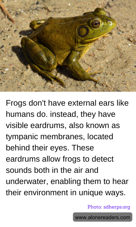 Frogs don't have external ears like humans do. instead, they have visible eardrums, also known as tympanic membranes, located behind their eyes. These eardrums allow frogs to detect sounds both in the air and underwater, enabling them to hear their environment in unique ways.