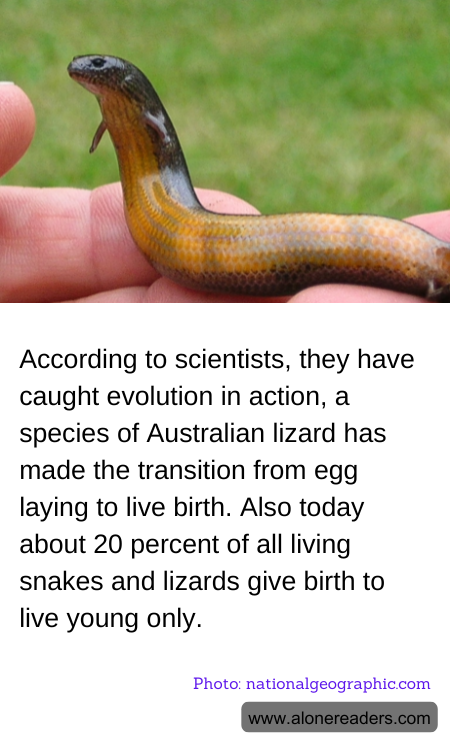 General Knowledge Learning Cards