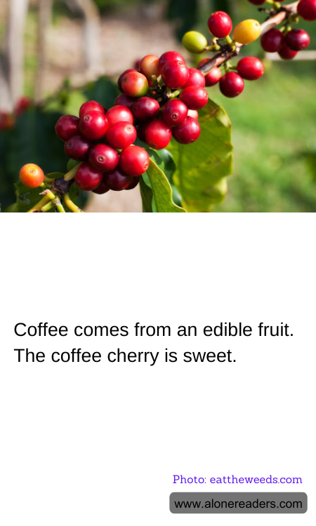Coffee comes from an edible fruit. The coffee cherry is sweet.