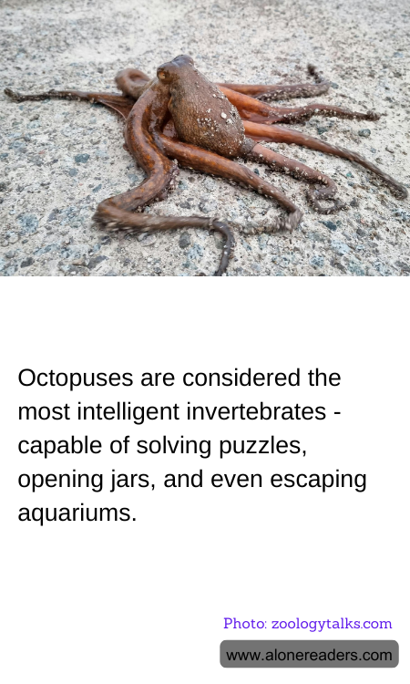 Octopuses are considered the most intelligent invertebrates - capable of solving puzzles, opening jars, and even escaping aquariums.