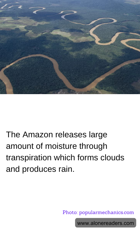 The Amazon releases large amount of moisture through transpiration which forms clouds and produces rain.
