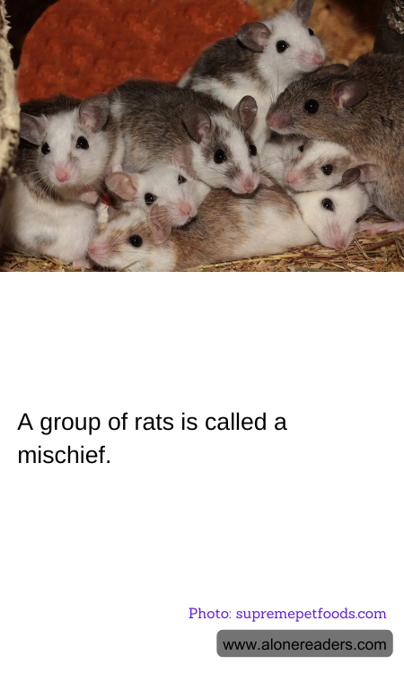 General Knowledge Learning Cards