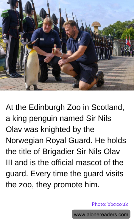 At the Edinburgh Zoo in Scotland, a king penguin named Sir Nils Olav was knighted by the Norwegian Royal Guard. He holds the title of Brigadier Sir Nils Olav III and is the official mascot of the guard. Every time the guard visits the zoo, they promote him.