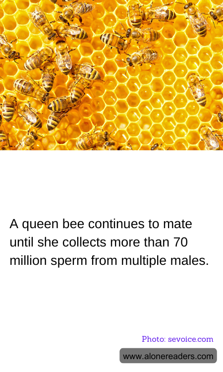 General Knowledge Learning Cards