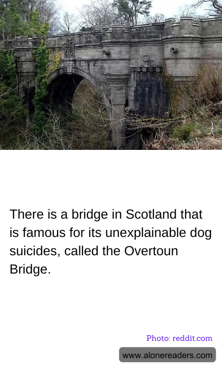 There is a bridge in Scotland that is famous for its unexplainable dog suicides, called the Overtoun Bridge.