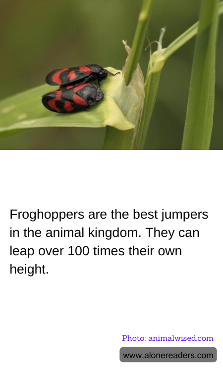 Froghoppers are the best jumpers in the animal kingdom. They can leap over 100 times their own height.