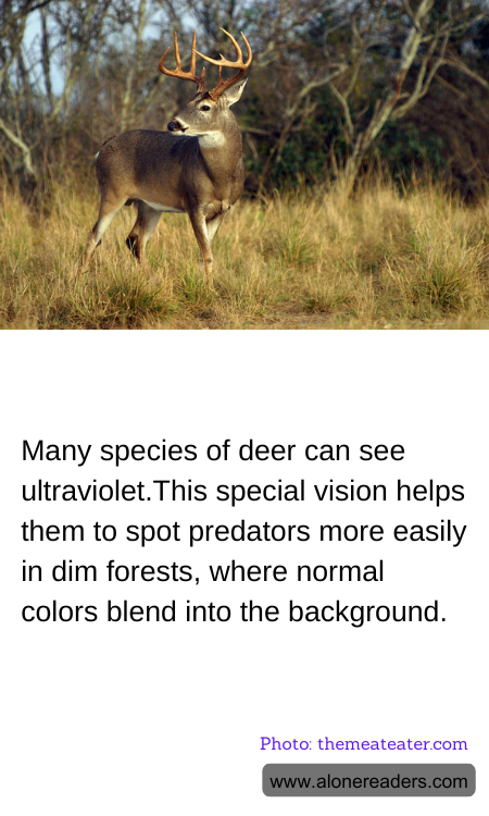 General Knowledge Learning Cards