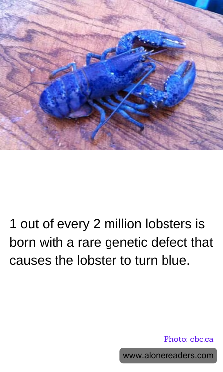 1 out of every 2 million lobsters is born with a rare genetic defect that causes the lobster to turn blue.