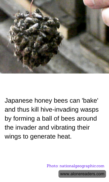 Japanese honey bees can 'bake' and thus kill hive-invading wasps by forming a ball of bees around the invader and vibrating their wings to generate heat.