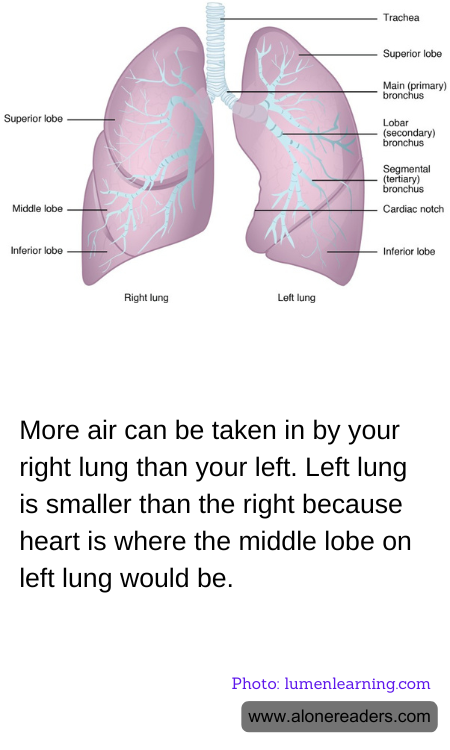 General Knowledge Learning Cards