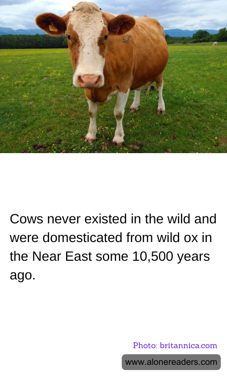 General Knowledge Learning Cards