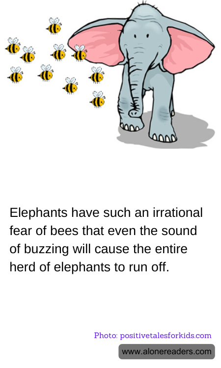 General Knowledge Learning Cards