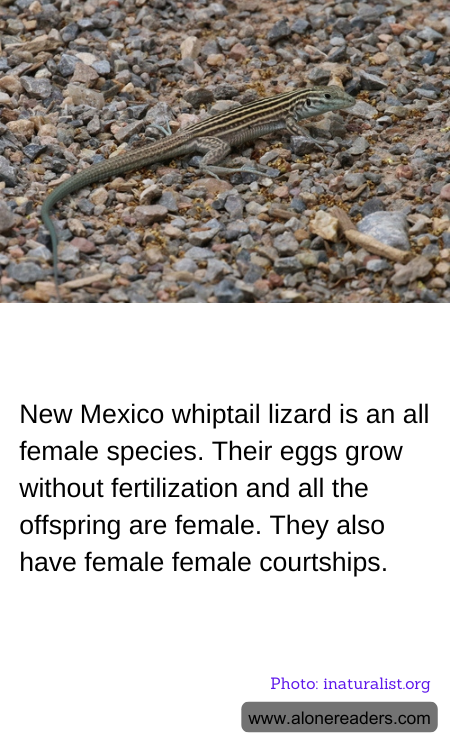 New Mexico whiptail lizard is an all female species. Their eggs grow without fertilization and all the offspring are female. They also have female female courtships.
