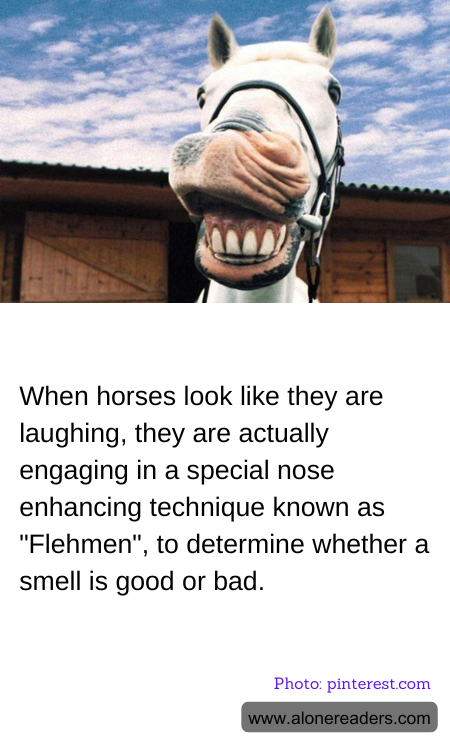 When horses look like they are laughing, they are actually engaging in a special nose enhancing technique known as "Flehmen", to determine whether a smell is good or bad.
