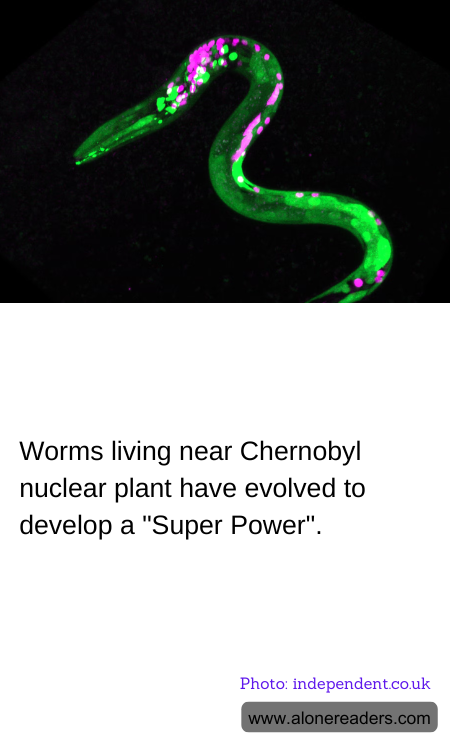 General Knowledge Learning Cards