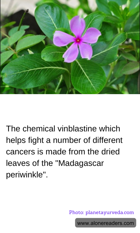 General Knowledge Learning Cards