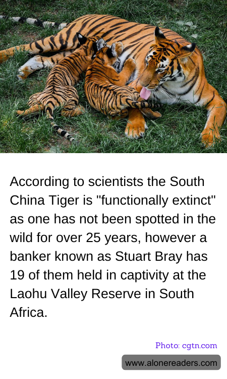 According to scientists the South China Tiger is "functionally extinct" as one has not been spotted in the wild for over 25 years, however a banker known as Stuart Bray has 19 of them held in captivity at the Laohu Valley Reserve in South Africa.