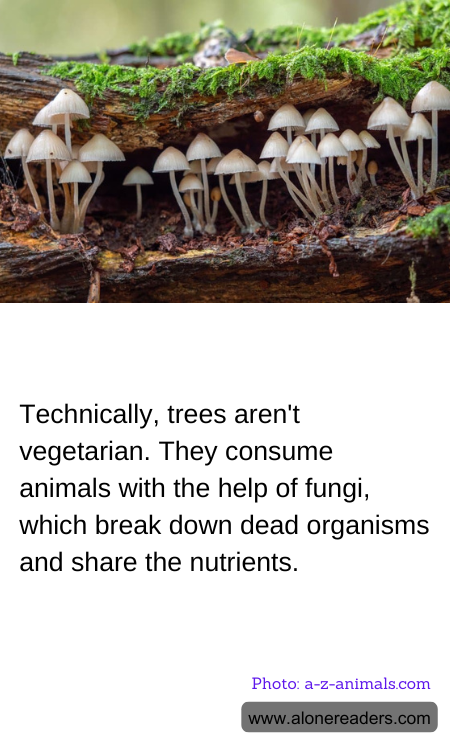 Technically, trees aren't vegetarian. They consume animals with the help of fungi, which break down dead organisms and share the nutrients.