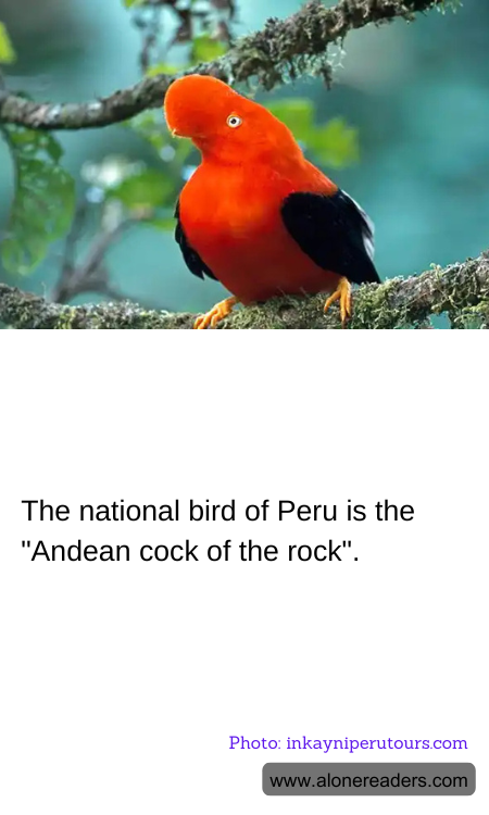 General Knowledge Learning Cards