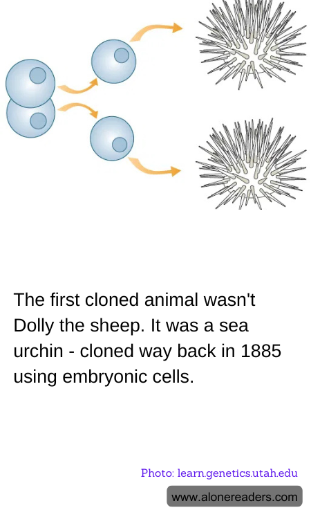 General Knowledge Learning Cards