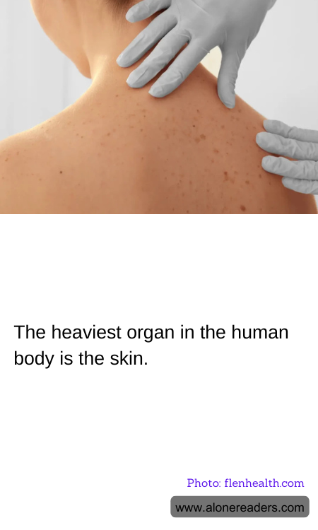 The heaviest organ in the human body is the skin.