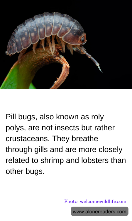 General Knowledge Learning Cards