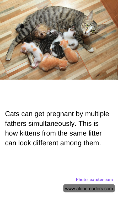 General Knowledge Learning Cards