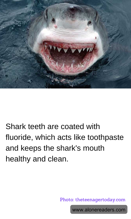 Shark teeth are coated with fluoride, which acts like toothpaste and keeps the shark's mouth healthy and clean.