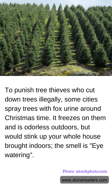 General Knowledge Learning Cards