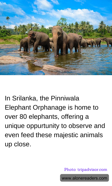 In Srilanka, the Pinniwala Elephant Orphanage is home to over 80 elephants, offering a unique oppurtunity to observe and even feed these majestic animals up close.