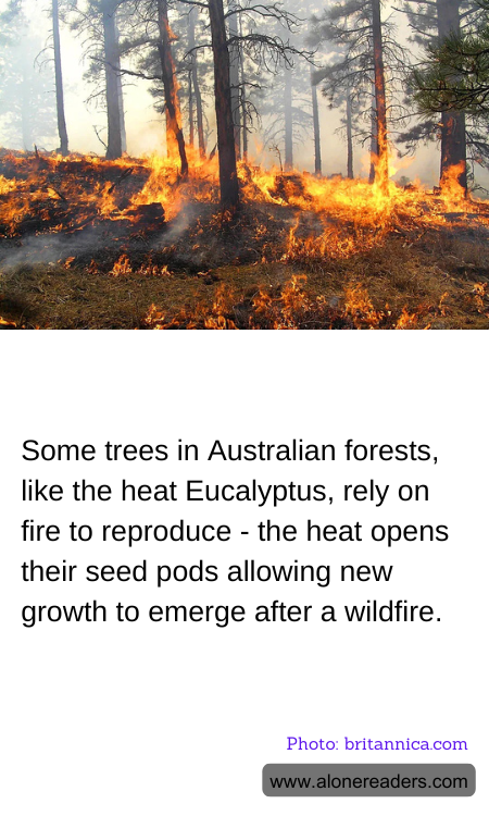 General Knowledge Learning Cards